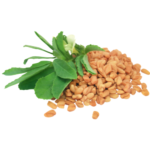 Fenugreek Seeds